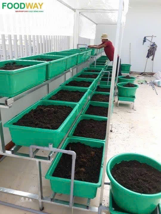 Khay trồng rau lớn 66x45x21H cm