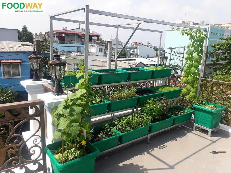 Khay trồng rau lớn 66x45x21H cm