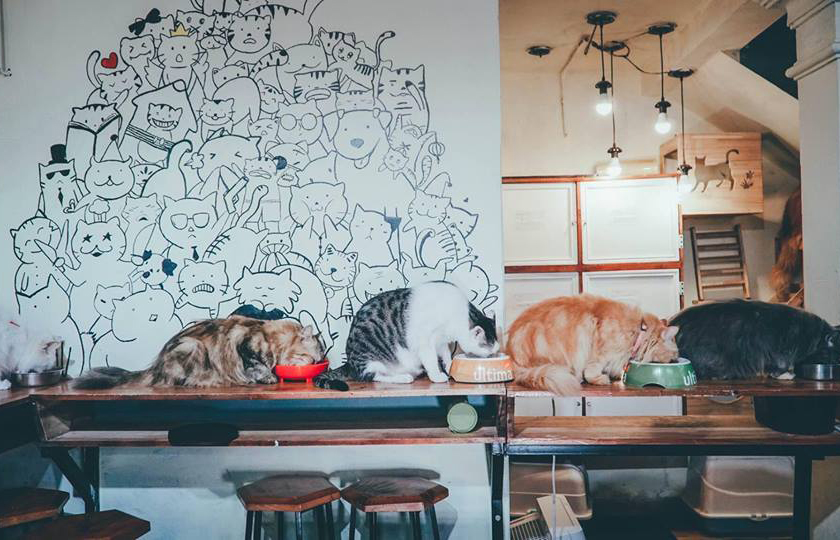 CHUYÊN THIẾT KẾ THI CÔNG QUÁN CÀ PHÊ HAY