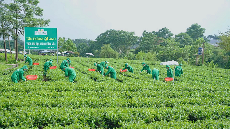 7 yếu tố thời tiết ảnh hưởng tới hương vị chè Thái Nguyên