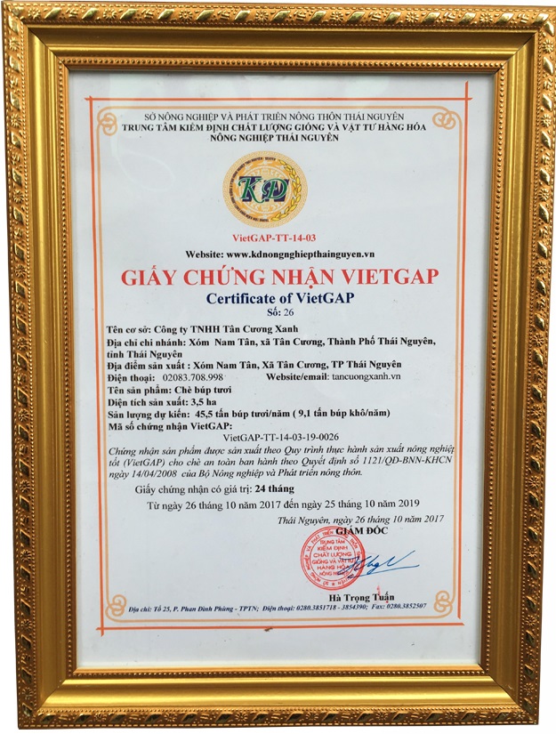 Bán chè Tân Cương Thái Nguyên và cách bảo quản