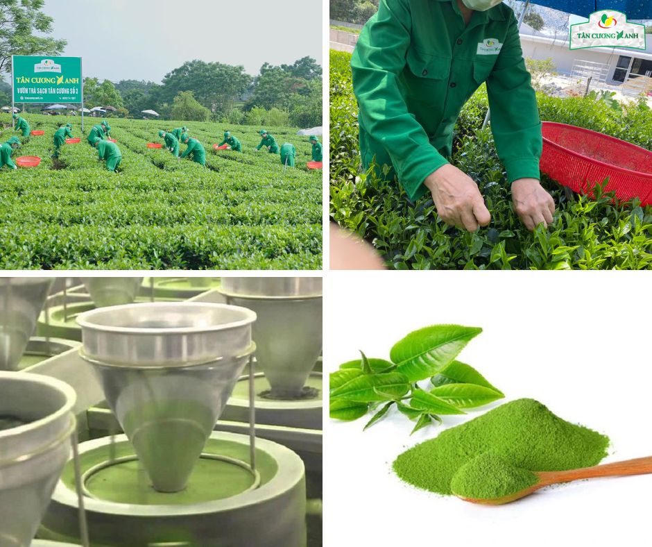 Bột Trà Xanh Thái Nguyên