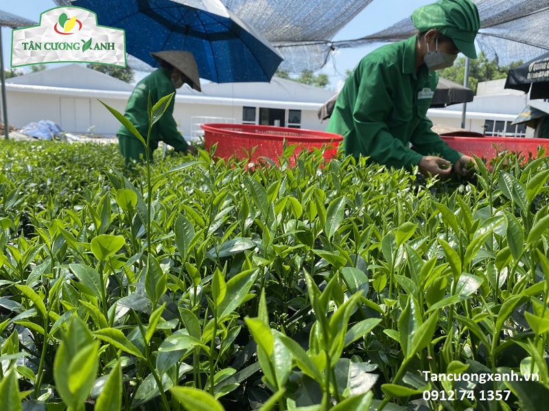 Cách nhận biết trà Thái Nguyên mới thu hái trong từng mùa
