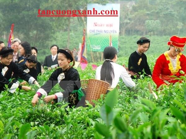 Cây trà trong đời sống của người Việt xưa và nay