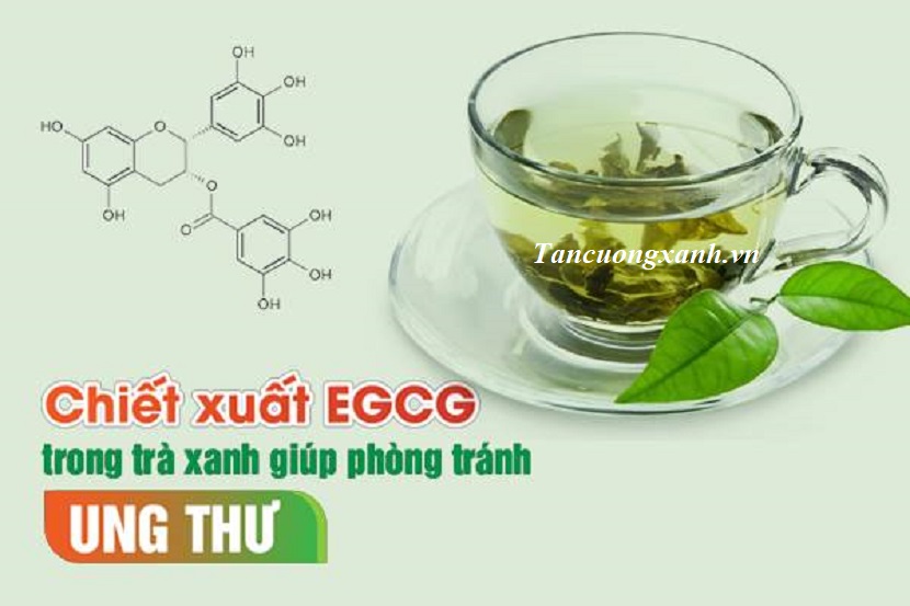 Chè Thái Nguyên Và Sức Khỏe