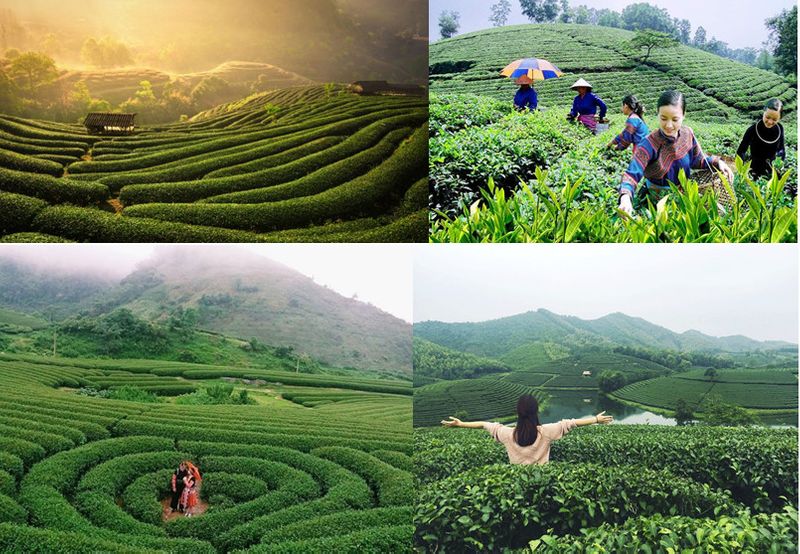 Có bao nhiêu vùng trà ở Thái Nguyên – Trà Tân Cương Thái Nguyên có phải là loại ngon nhất?