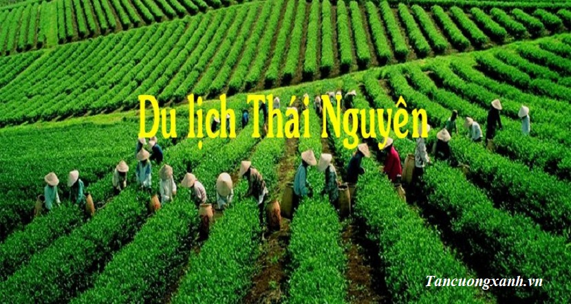 Du Lịch Tới Vùng Chè Thái Nguyên