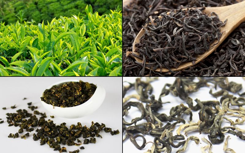 Nên chọn trà Thái Nguyên hay các dòng trà nhập khẩu?