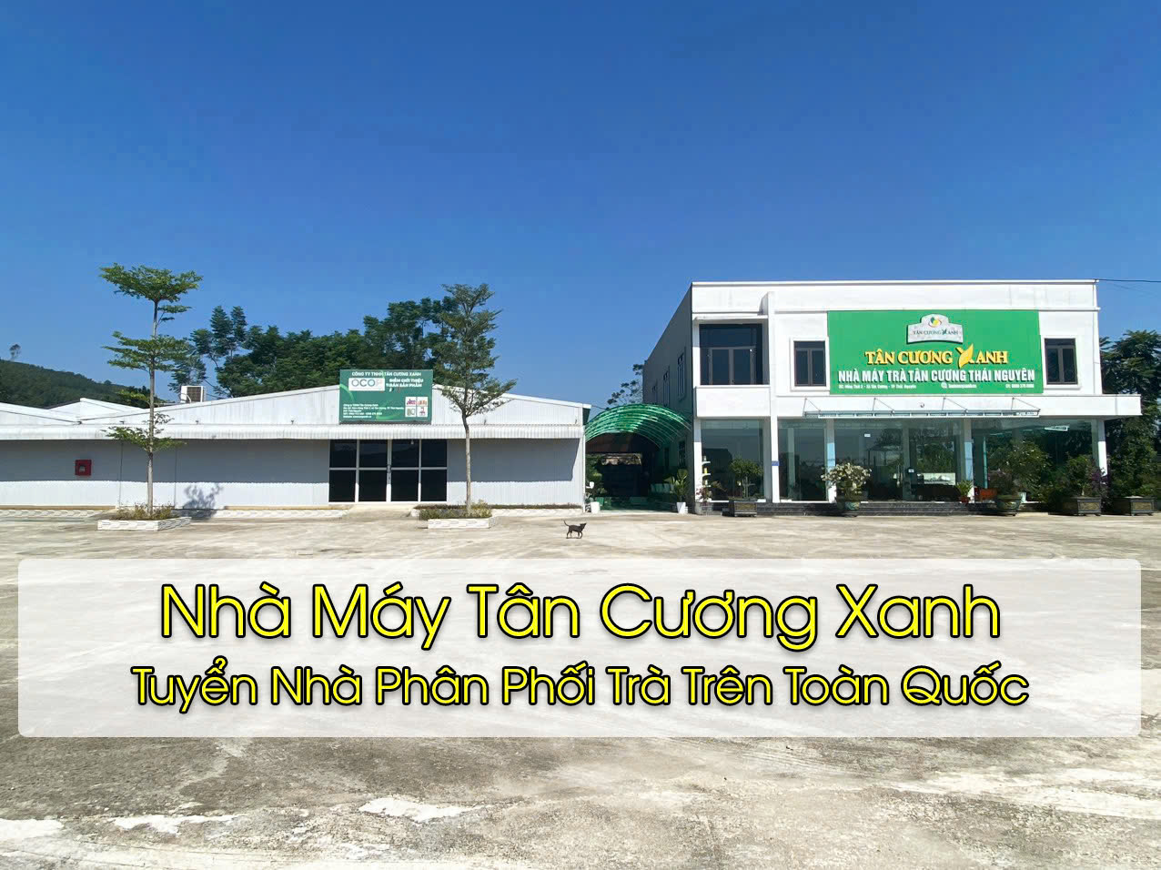 Nhà Máy Tân Cương Xanh – Địa Chỉ Sản Xuất Trà Tân Cương Thái Nguyên Ngon, Giá Gốc