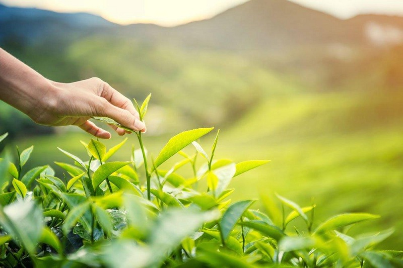 Những yếu tố quan trọng trong quá trình thu hái, pha trà tạo nên sự khác biệt của hương vị trà xanh Tân Cương