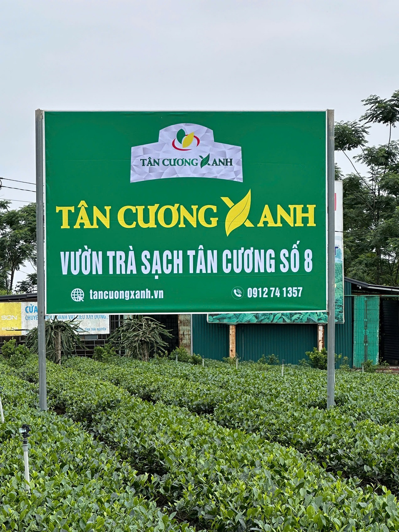 Quy Trình Trồng Trà Tân Cương Thái Nguyên Hữu Cơ