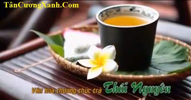 Thai Nguyen Tea - Viet Nam tea