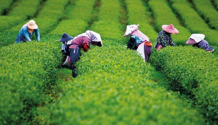 Tiêu chuẩn “kép” nghiêm ngặt của dòng trà Thái Nguyên “sạch”