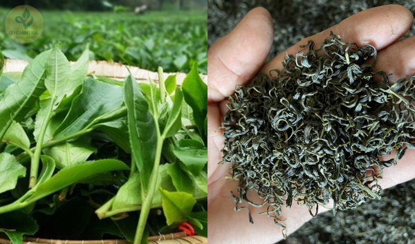 Trà búp Tân Cương Thái Nguyên là gì? Khám phá tác dụng của trà búp Tân Cương đối với sức khỏe