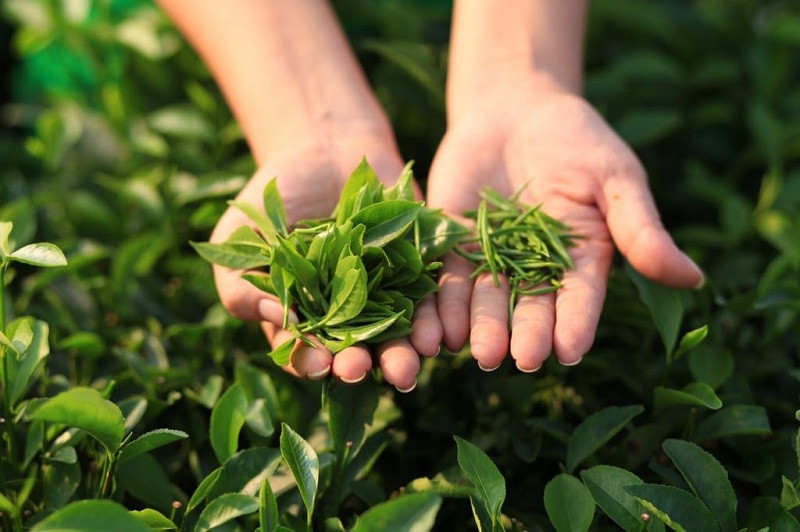 Trà có giá trị dinh dưỡng không? Giá trị dinh dưỡng của trà Tân Cương Thái Nguyên