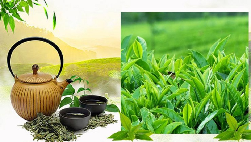 Trà Thái Nguyên bị mốc đem phơi có được không? Những lưu ý khi trà Thái Nguyên bị mốc