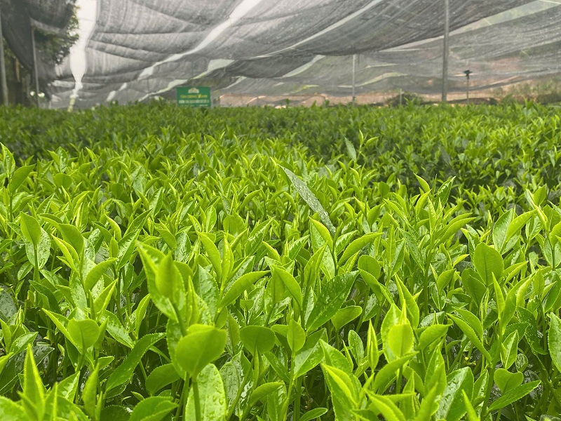 Điều gì làm trà Thái Nguyên thủ công khác biệt so với trà xanh thông thường?