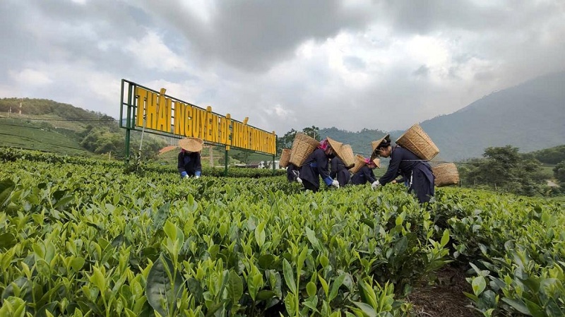 Trà Thái Nguyên trước thềm Festival Trà Quốc Tế 2026