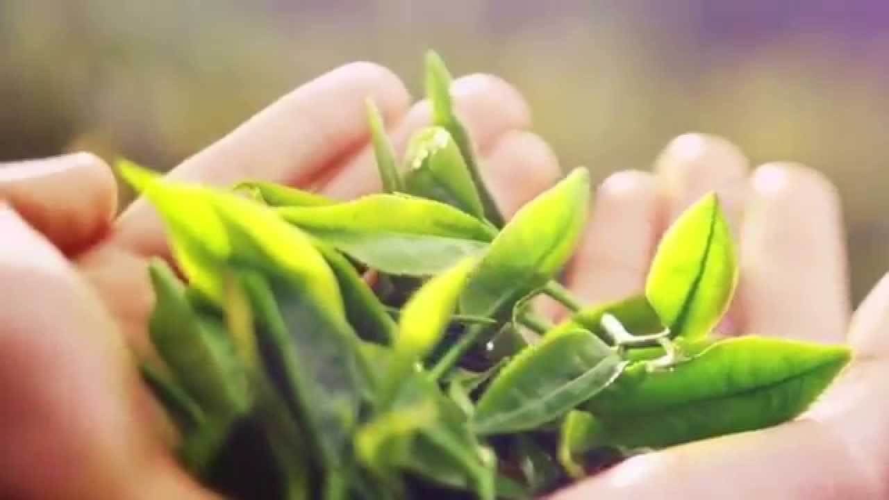 Trà thái nguyên tân cương xanh với quy trình chăm sóc hữu cơ