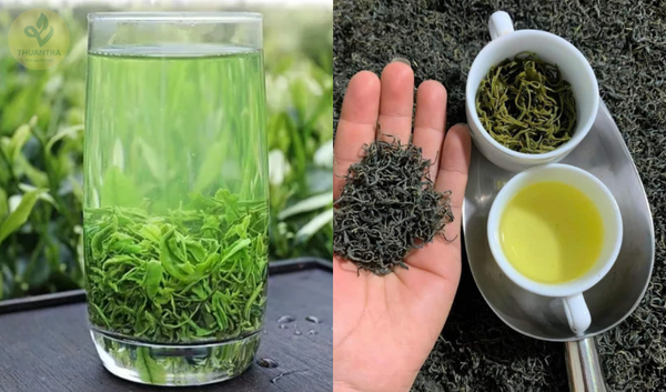 Trà xanh Thái Nguyên – Trà nõn tôm: Mối liên hệ dễ gây nhầm lẫn cho người mới tìm hiểu về trà