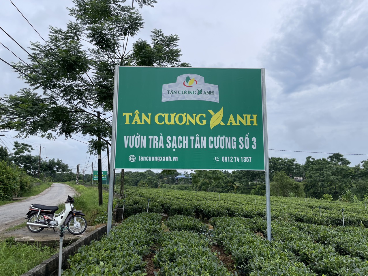 Hướng Dẫn Cách Trồng và Chăm Sóc Chè Thái Nguyên Đạt Chuẩn