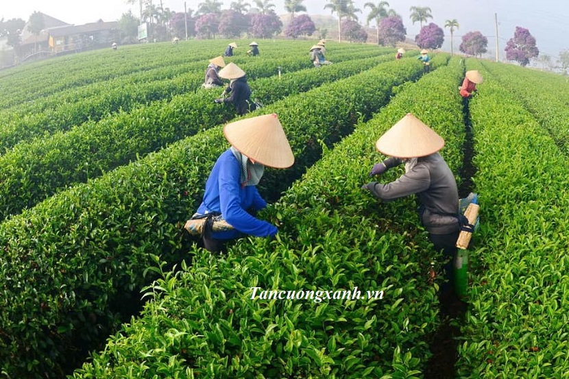 Chè Thái Nguyên - Hội Tụ Tinh Hoa Đất Trời