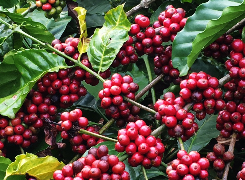 Cafe Robusta Cao Cấp Loại 1