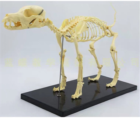 Mô hình Bộ xương người 85cm màu trắng có dây thần kinh