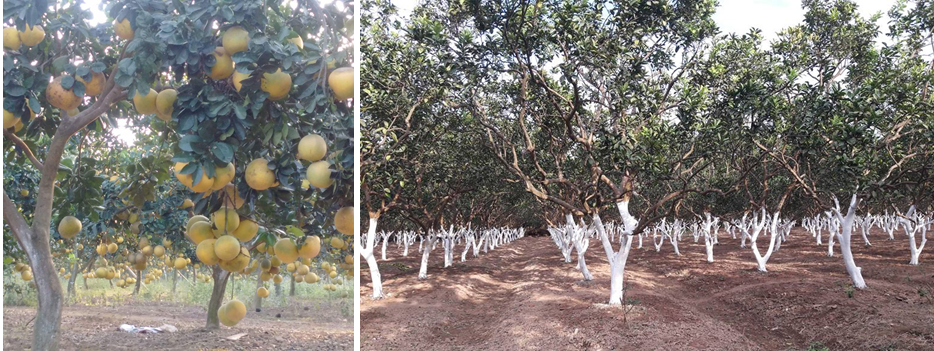 Kỹ thuật chăm sóc bưởi diễn thời kỳ kinh doanh, chống rụng hoa và quả - Trung Tâm Nghiên Cứu Và Phát Triển Mắc Ca Việt Nam