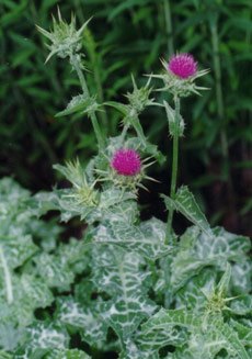 Tìm hiểu về cây Ké Sữa- Milk Thistle 