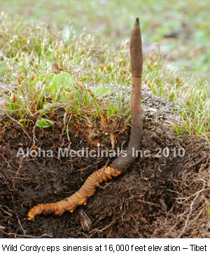Aloha Medicinals Inc: Lịch sử và việc canh tác đông trùng hạ thảo