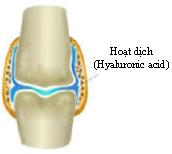 Hyaluronic acid: Lịch sử, cấu trúc hóa học và lợi ích của nó đối với cơ thể (phần 1)