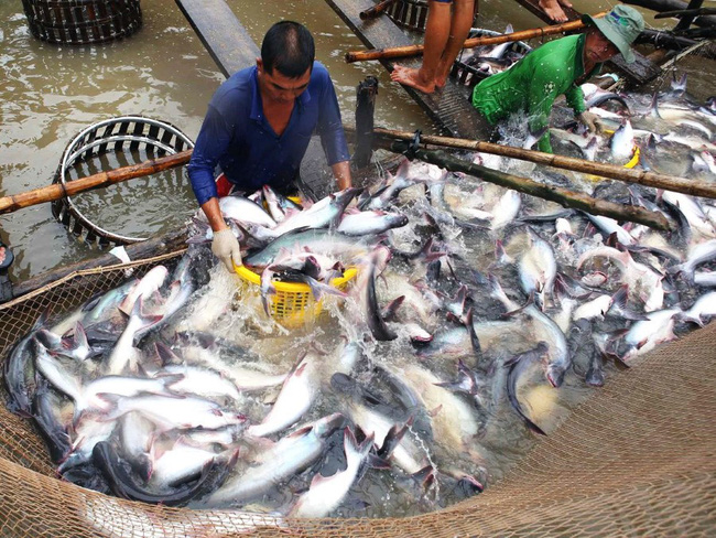 Dự báo giá cá tra tăng mạnh trong tháng cuối năm