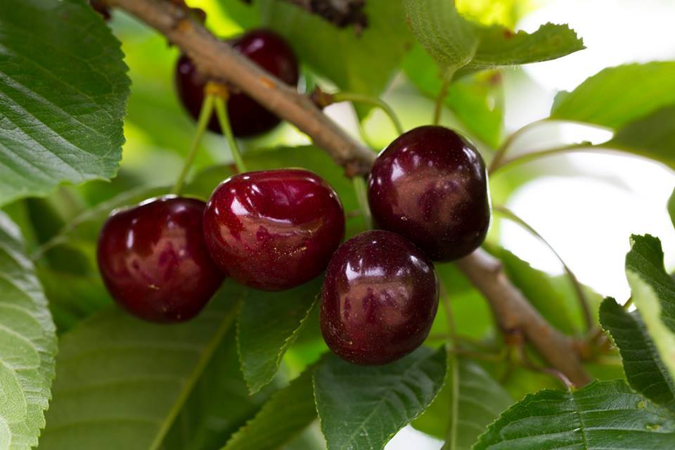 Quả Cherry Mỹ