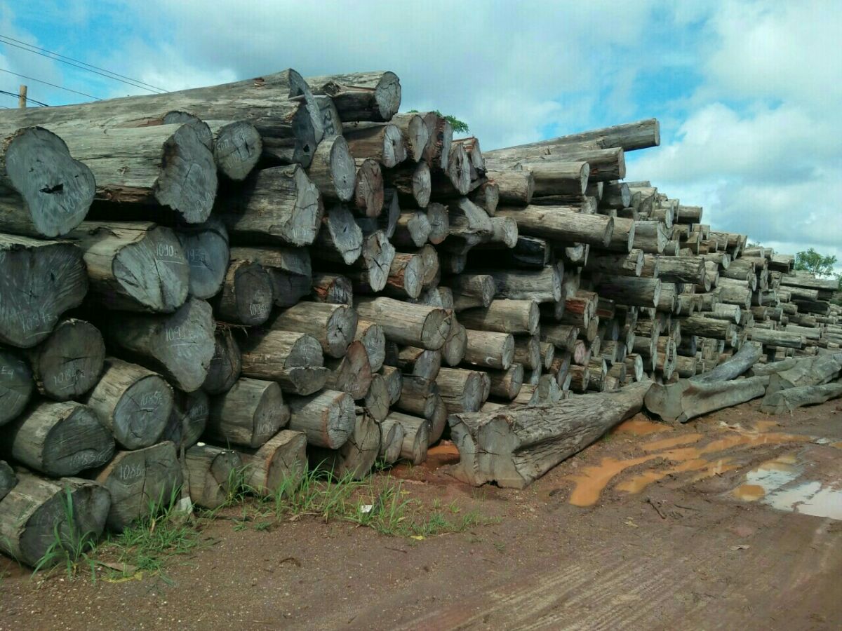 Thông báo về số lượng gỗ căm xe xuất khẩu