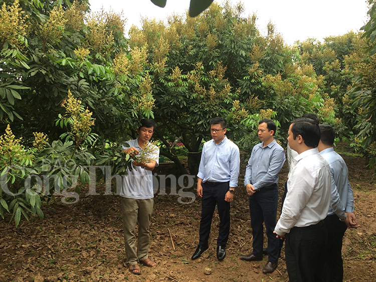 Vải, nhãn được mùa và nỗi lo áp lực tiêu thụ