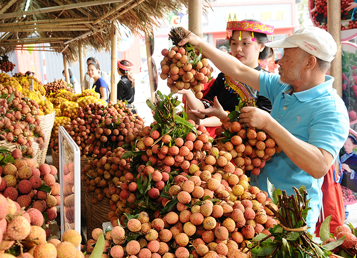 Chủ động tìm đầu ra cho vải thiều