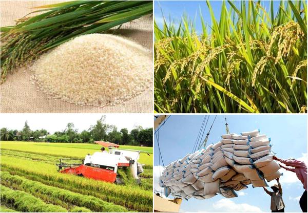 Rốt ráo sửa đổi điều kiện xuất khẩu gạo