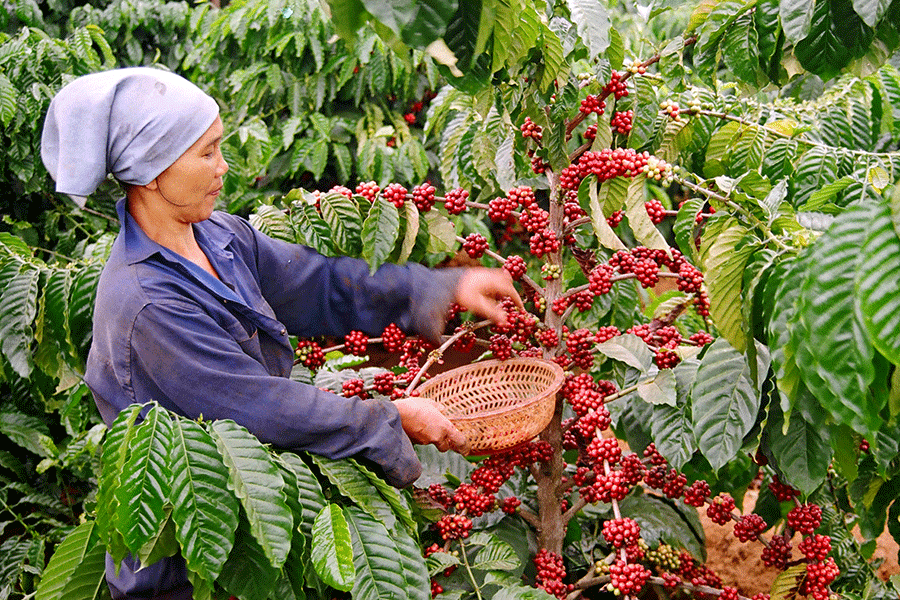 ﻿﻿ Cà phê Việt Nam những năm qua