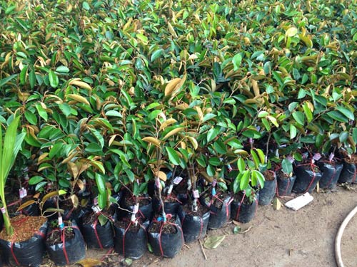 Kỹ thuật trồng cây Vú Sữa