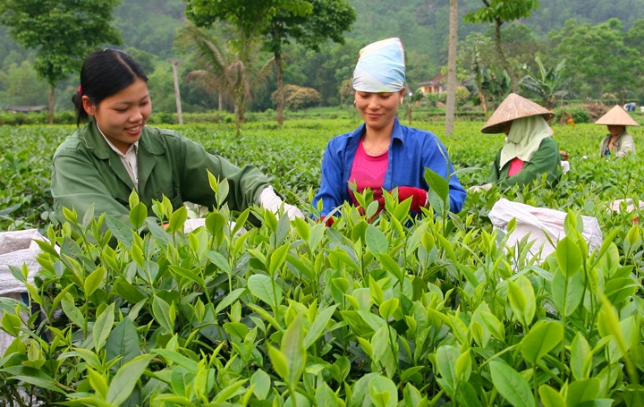 Xuất khẩu nông sản Thái Nguyên
