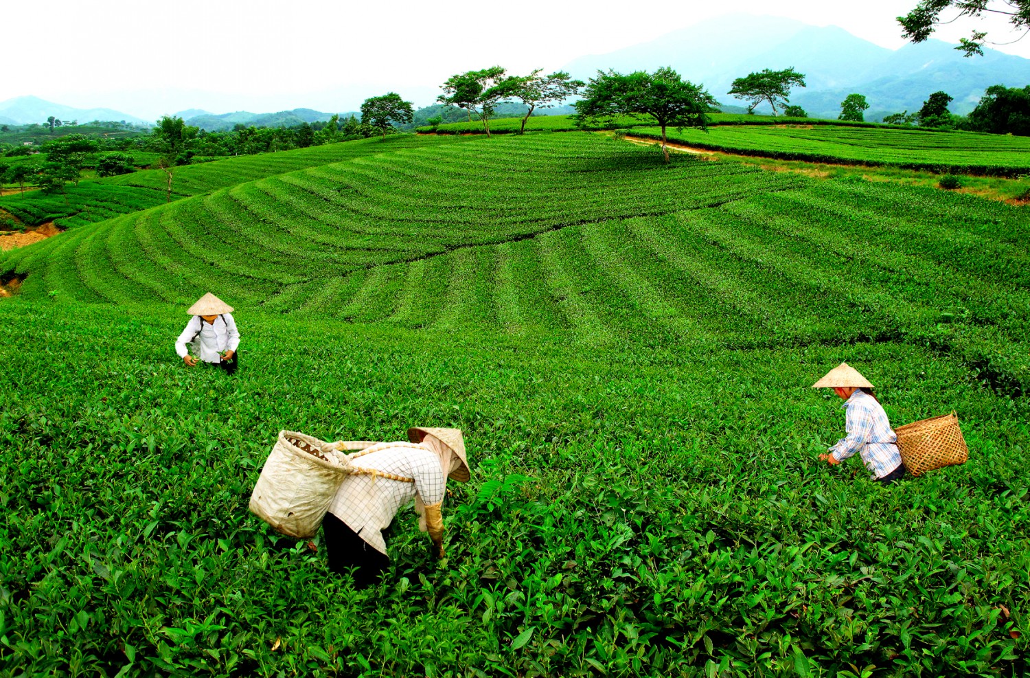 Chè Thái Nguyên loay hoay 'bài toán' đầu ra