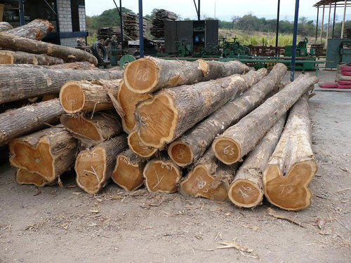 Cung cấp gỗ tại Cần Thơ