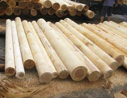 Doanh nhân TRUNG QUỐC cần mua 5-10 containers gỗ cao su tròn mỗi tháng