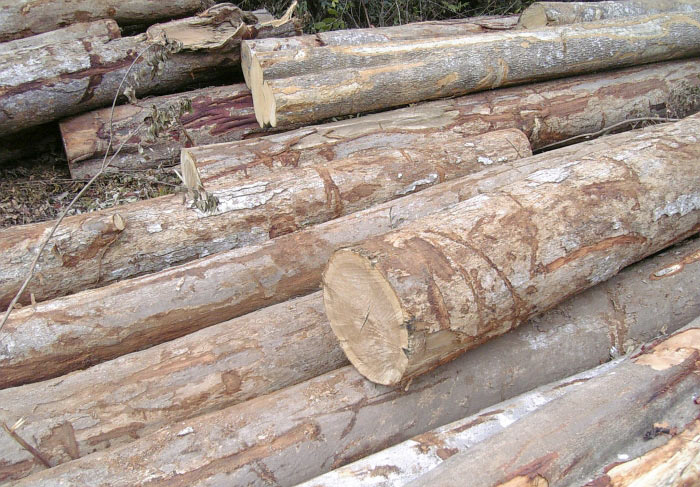 Cung cấp gỗ tại Khánh Hòa