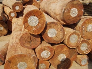 Cung cấp gỗ tại Lâm Đồng