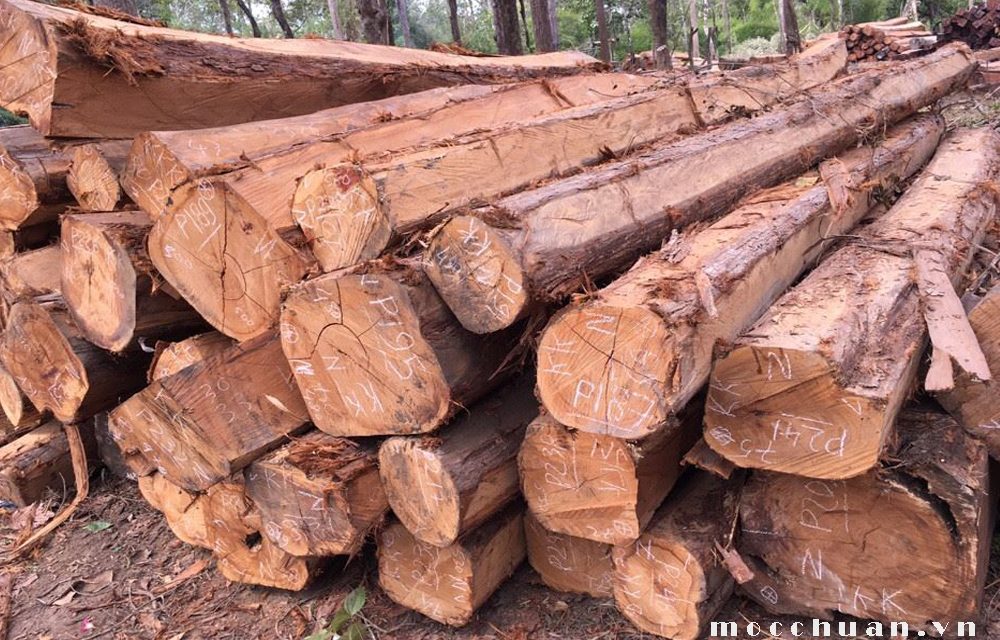 Cung cấp gỗ tại Quang Nam