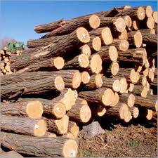 Cung cấp gỗ teak tại Bắc Giang