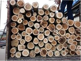 Doanh nghiệp Việt Nam cần mua 1000-2000m3 gỗ tràm bông vàng