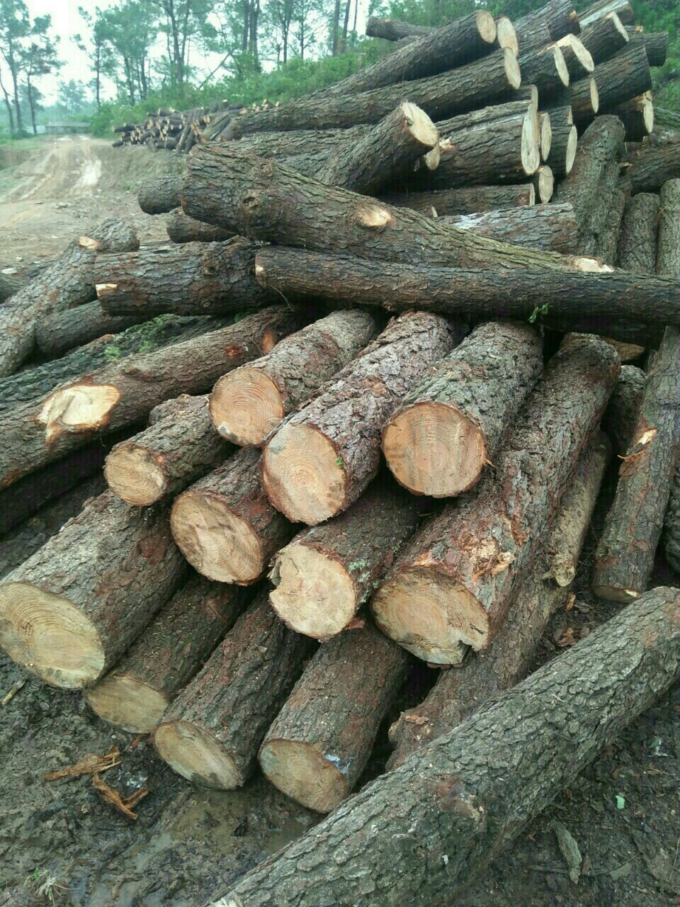 Cung cấp gỗ thông, gỗ keo và pallet